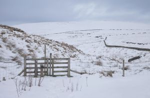 Winter fields.jpg